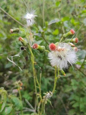 plants in the tropical forest at Terra Tree House in Brinchang