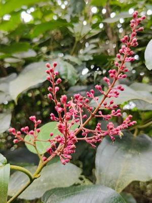 plants in the tropical forest at Terra Tree House in Brinchang