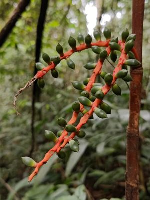 plants in the tropical forest at Terra Tree House in Brinchang