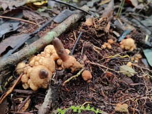 plants in the tropical forest at Terra Tree House in Brinchang