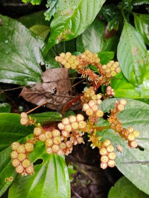 plants in the tropical forest at Terra Tree House in Brinchang