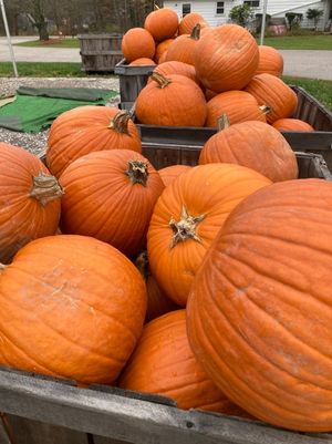 Pumpkins at Eddy's Fruit Farm in Chesterland