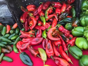 . at Castro Farmers' Market in San Francisco