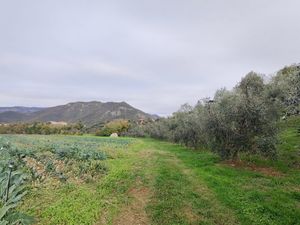 Oliveto e campo di cavoli at Fattoria Sociale Conca d'Oro in Bassano Del Grappa