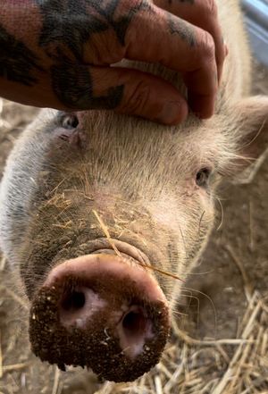 This sweetheart is Brian 🥰  at Love Always Sanctuary in Los Angeles