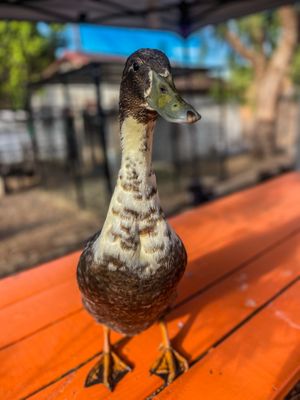 Gary the "goose" ;) at Love Always Sanctuary in Los Angeles