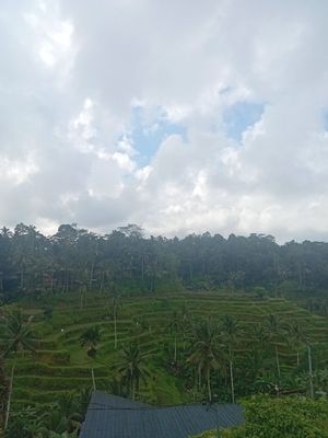 Rice terrace tegallalang 25 k for entrace tiket at Pondok Murini in Ubud