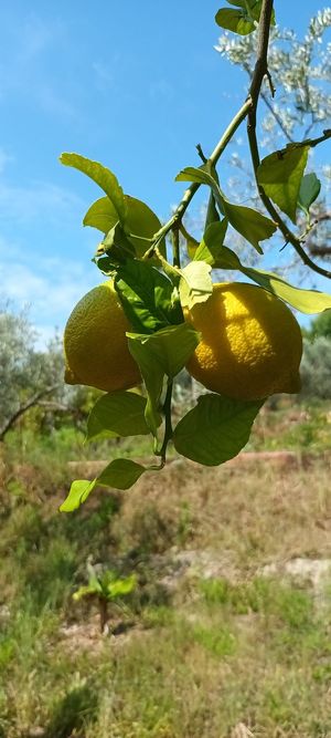  at Finca Alegría Estepona  in Estepona