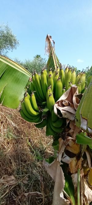  at Finca Alegría Estepona  in Estepona
