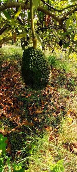  at Finca Alegría Estepona  in Estepona