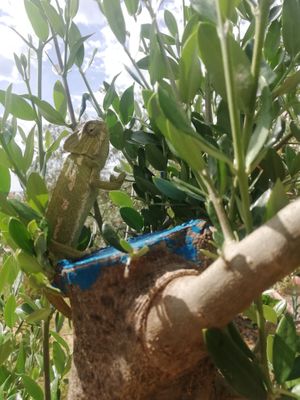  at Finca Alegría Estepona  in Estepona