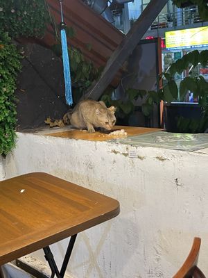 A friendly car   at Tiệm chay Veggie Saigon - Vegan Kitchen in Ho Chi Minh City