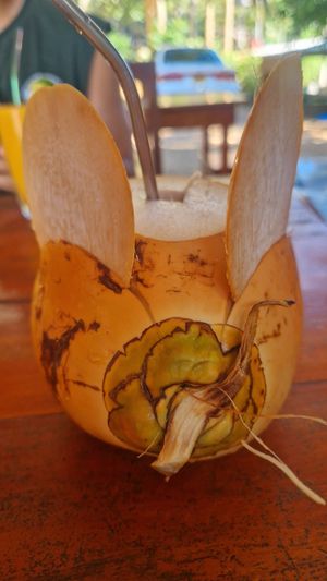 Cute "mouse-coconut" at The Jackfruit Vegan Cafe in Dikwella
