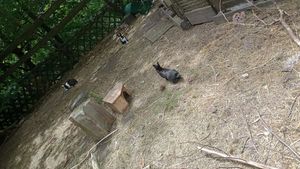 draußen sind kleine Kaninchen von den Kindern die hier wohnen - the children that live here have some bunnies at Sonnenhof Hohenfelden in Hohenfelden
