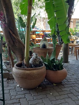 Happy Chickens!   at Dusty Donkey Cafe in Maun