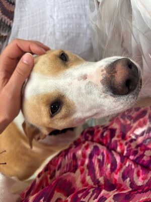   at Vegan Home Restaurant da Katia & Luca in Dro