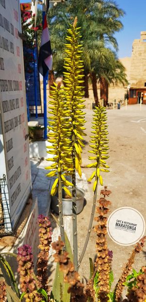 Café & Restaurant Maratonga at Café & Restaurant Maratonga in Luxor