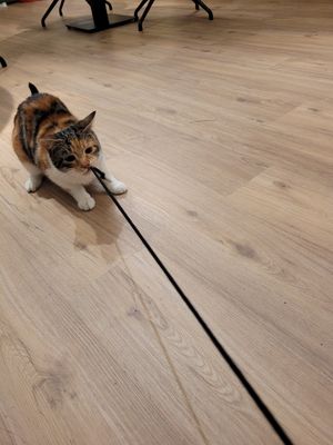  at Katzentempel - Bochum in Bochum