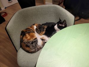  at Katzentempel - Bochum in Bochum