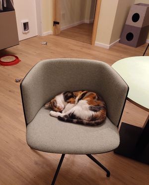 #Veganuary at Katzentempel - Bochum in Bochum