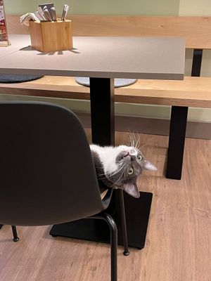  at Katzentempel - Bochum in Bochum