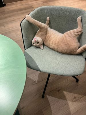  at Katzentempel - Bochum in Bochum