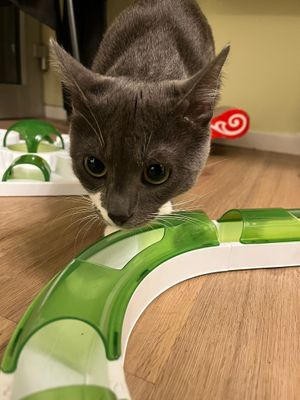  at Katzentempel - Bochum in Bochum