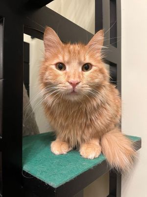  at Katzentempel - Bochum in Bochum