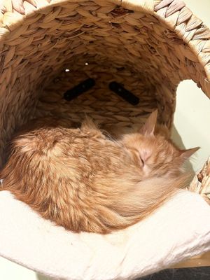  at Katzentempel - Bochum in Bochum