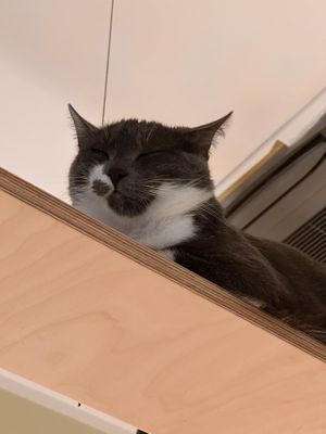   at Katzentempel - Bochum in Bochum