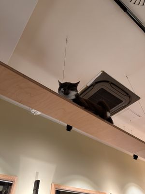   at Katzentempel - Bochum in Bochum