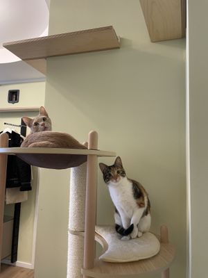 ❤️  at Katzentempel - Bochum in Bochum