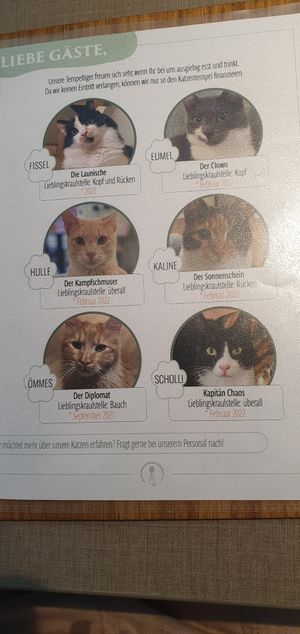  at Katzentempel - Bochum in Bochum