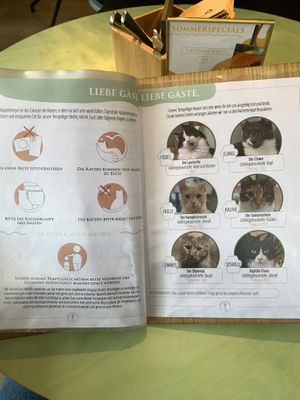   at Katzentempel - Bochum in Bochum