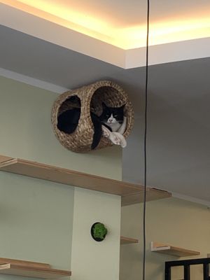   at Katzentempel - Bochum in Bochum