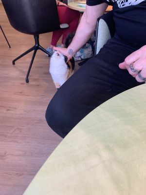   at Katzentempel - Bochum in Bochum