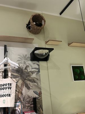   at Katzentempel - Bochum in Bochum