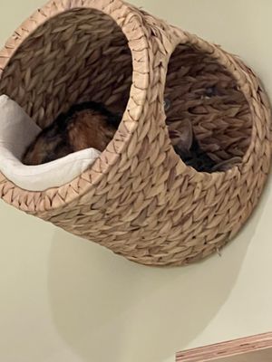   at Katzentempel - Bochum in Bochum