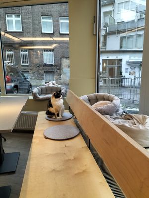  at Katzentempel - Bochum in Bochum