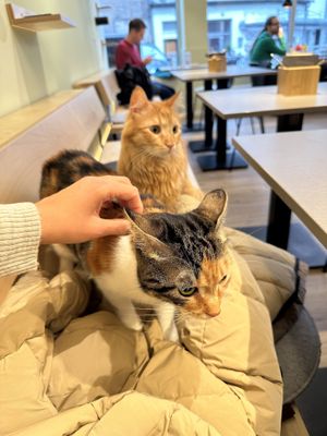   at Katzentempel - Bochum in Bochum