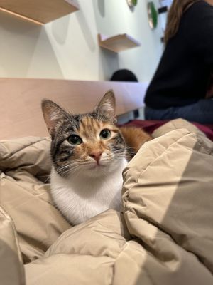   at Katzentempel - Bochum in Bochum