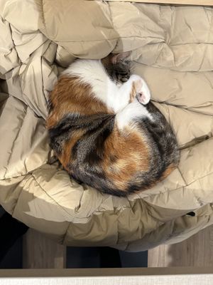   at Katzentempel - Bochum in Bochum