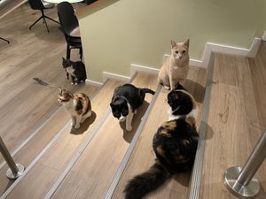  #Veganuary at Katzentempel - Bochum in Bochum