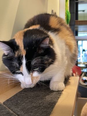  #Veganuary at Katzentempel - Bochum in Bochum