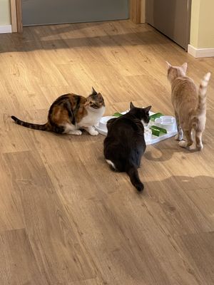  #Veganuary at Katzentempel - Bochum in Bochum