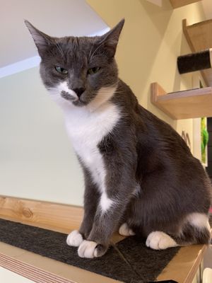  #Veganuary at Katzentempel - Bochum in Bochum