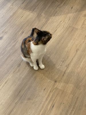  #Veganuary at Katzentempel - Bochum in Bochum