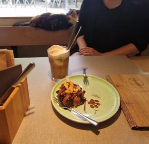 Eiscafe & Erdnuss-Schokodessert at Katzentempel - Bochum in Bochum