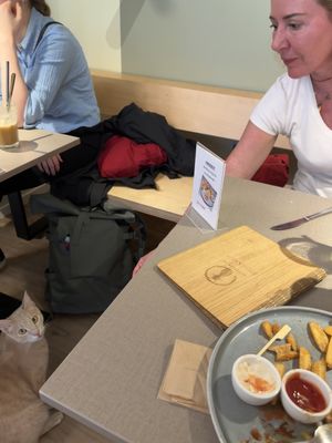 Friendly cats  at Katzentempel - Bochum in Bochum