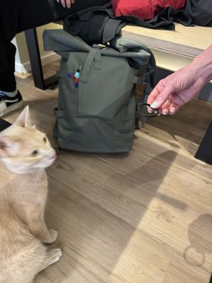 Hairgummy curious   at Katzentempel - Bochum in Bochum